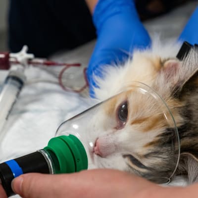 yleiskuva - Ruusu -niminen ragdoll-kissa luovuttaa verta eläinsairaalassa.