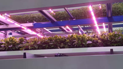 Led-belysning i ett växthus.