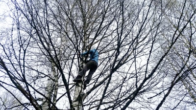 Kvinna klättrar i träd