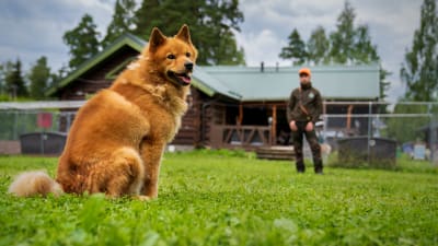 Den finska spetsen Äijä, en rödbrun lurvig hund, med Kyösti Husu, en grönklädd man. I bakgrunden ett stockhus.