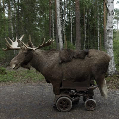 Hirven näköinen laite jossa on renkaat.