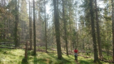 Kirjailija Jenni Räinä luonnontilaisessa metsässä.