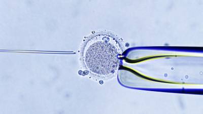 Mikroskopbild av IVF-behandling: en spermie sprutas in i en äggcell.