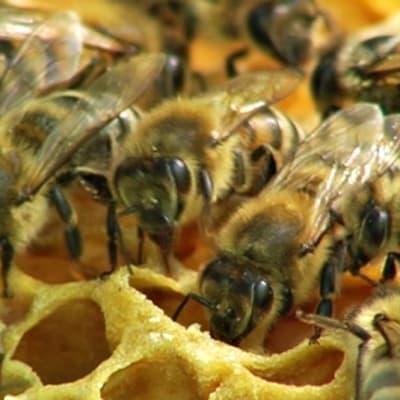Mehiläisiä