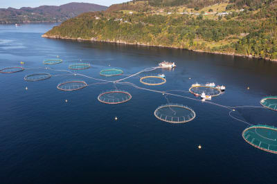 Lerøy Seafood Group ASAn kalankasvattamo Norjan Bergenissä. 