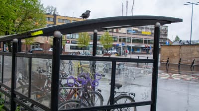 En fågel sitter ovanpå ett tak med cyklar under invid Borgå torg. På cykeltaket har någon klottrat olika ord.