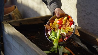 En man slänger frukt- och grönsaksrester in i en kompost.