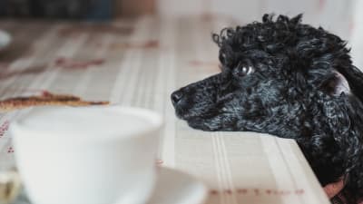 Svart pudel (hund) sitter vid kafébord och lutar huvudet mot bordet. I förgrunden en kaffekopp.