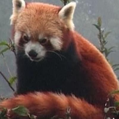 Kattbjörn eller röd panda