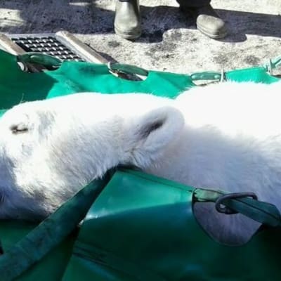 Isbjörnen Ranzo nedsövd måndagen den 5 maj på väg till djurparken i Wien.