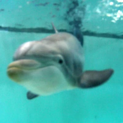 Delfin i Särkänniemi djurpark i Tammerfors