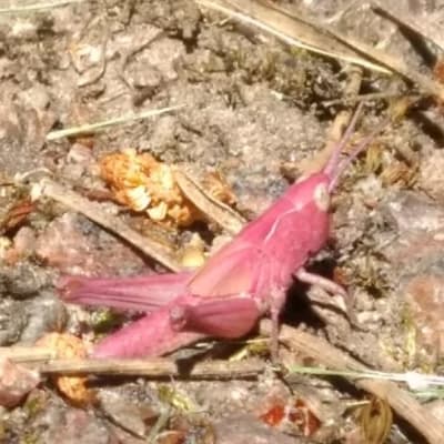 Hur vanligt är det med rosa vårtbitare? undrar Tim. Varför blir dom rosa?