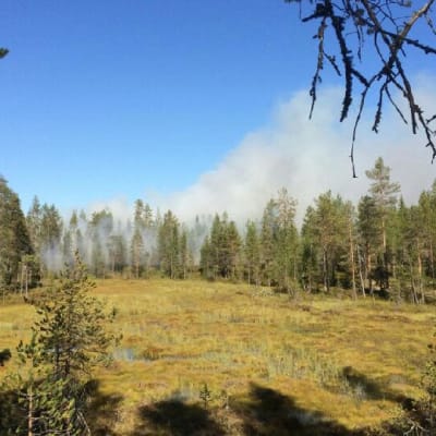Metsähallitus kulottaa metsää Kuusamossa.