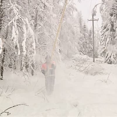 Sähköyhtiön työntekijä tiputtaa lunta pois puista.