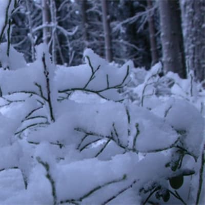 Luminen metsä