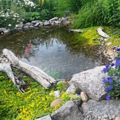 Kukkien ja kasvien ympäröimä vesiaihe puutarhassa Pietarsaaressa.