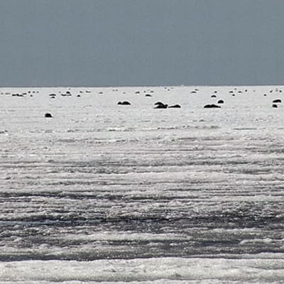 Itämerennorppia makoilee Perämeren jäällä.