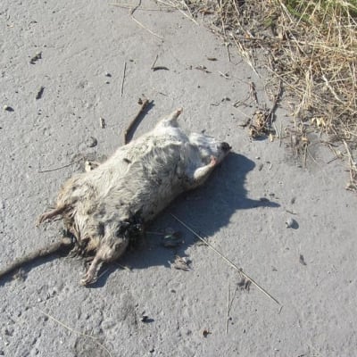 Kuvassa kuollut rotta kadulla