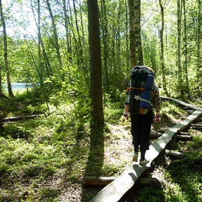 Retkeilijä pitkospuilla Liesjärven kansallispuistossa.