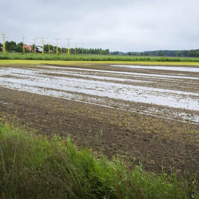 Veden vallassa oleva viljelty pelto Vaasassa. 