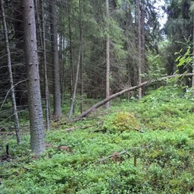Lapsi seisoo metsässä.