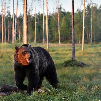 Karhu metsäaukiolla.