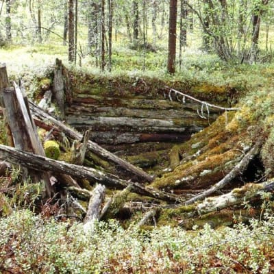 Saksalaisen puukorsun jäänteet maastossa