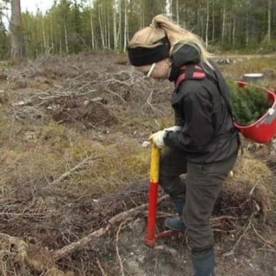 Metsänistutusta