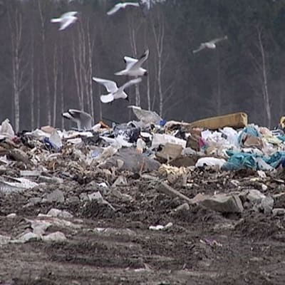 Jätteitä ja lokkeja Tarastenjärven kaatopaikalla.