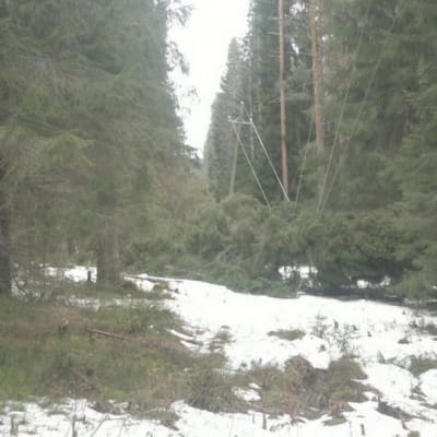 Sähkölinjalle kaatunut puu.