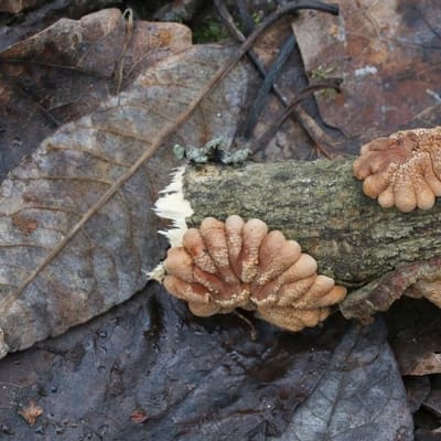 Harvinainen liuskapielus-sieni löytyi Riihimäeltä