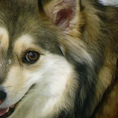 Koira.