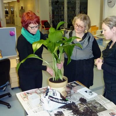 Kukkakauppias Tiina Latvasalo ja toimittajat Päivi Rautanen sekä Pauliina Jaakkola vaihtamassa multaa Päivin amazoninliljaan.