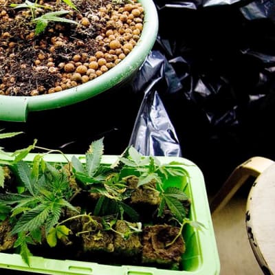 Kannabis-kasveja kasvamassa kukkalaatikossa.