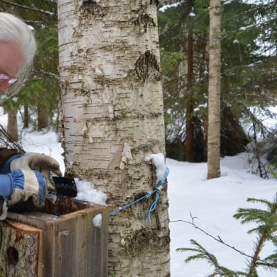 Biologi Vesa Hyyryläinen kurkistaa varpuspöllön pönttöön paltamolaisessa metsikössä.