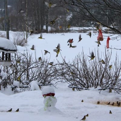 Kuvassa lintulauta lumisella pihalla ja palljon pikkulintuja