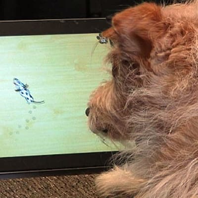 Koira pelaa taulutietokoneella
