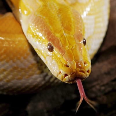 Albiino burmanpyton (Python molurus bivittatus) esillä matelijanäyttelyssä Kuala Lumpurissa maaliskuussa 2004.
