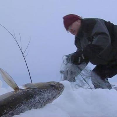 Kalastaja Petri Kinnunen kokee verkkoa Höytiäisellä.