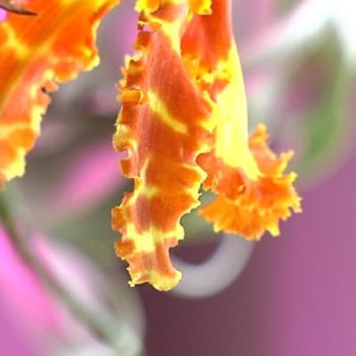 Orkidean oranssi-keltainen kukka.