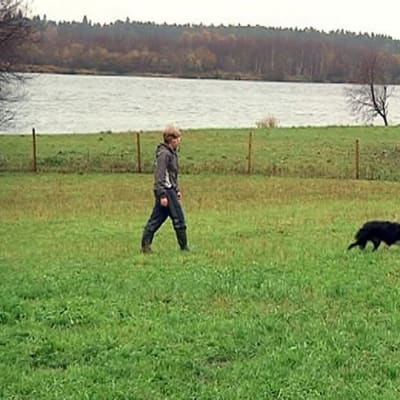 Silja Alamikkotervo ja Stella-koira ovat paimentamassa lampaita