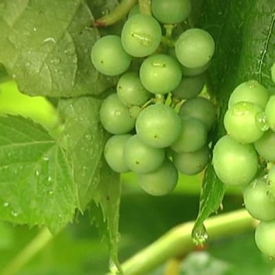Keskenkasvuisia viinirypäleitä
