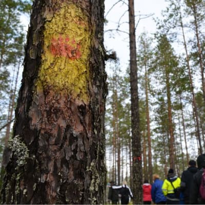 Puun runkoon maalattu käpälän kuva opastaa retkeilijöitä metsäreitillä.