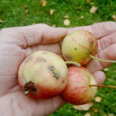 Rupisia, toukan sylmiä omenoita kämmenellä