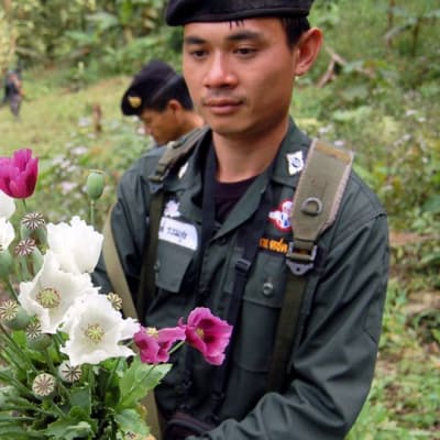 Rajavartija kädessään unikkoja Golden Triangle -alueella sijaitsevalla opiumviljelmällä, joka tuhottiin tarkastusiskussa 3. tammikuuta 2011. Alue sijoittuu kolmen maan, Thaimaan, Myanmarin ja Laosin raja-alueelle.