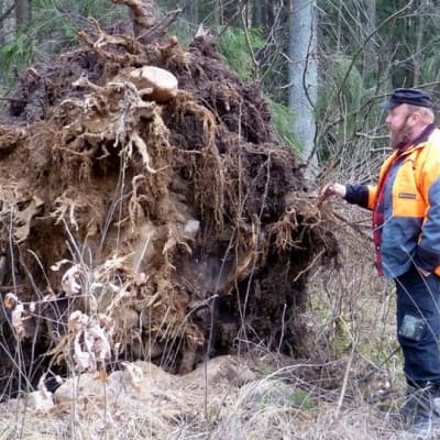 Kaatuneen kuusen juuristoa tutkii Markku Huostila