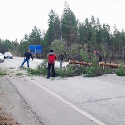 Tielle kaatuneita puita raivataan Pieksämäellä.