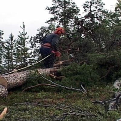 Inarissa metsurit joutuvat tulevaisuudessa lähinnä raivaus- ja metsänhoitotöihin.