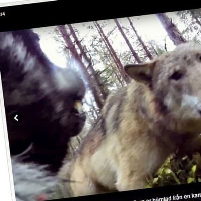 Kuvakaappaus Svensk Jakt -lehden jutusta, jossa kerrotaan susien hyökkäyksetä koiran kimppuun.