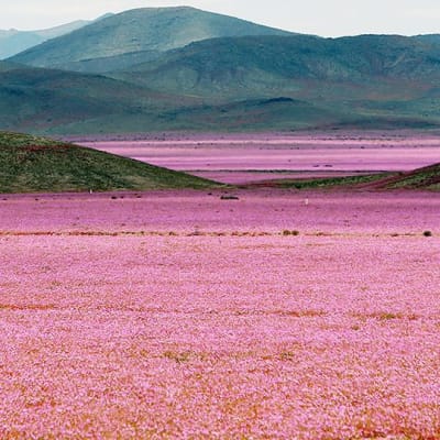 Kukkiva Atacaman autiomaa.